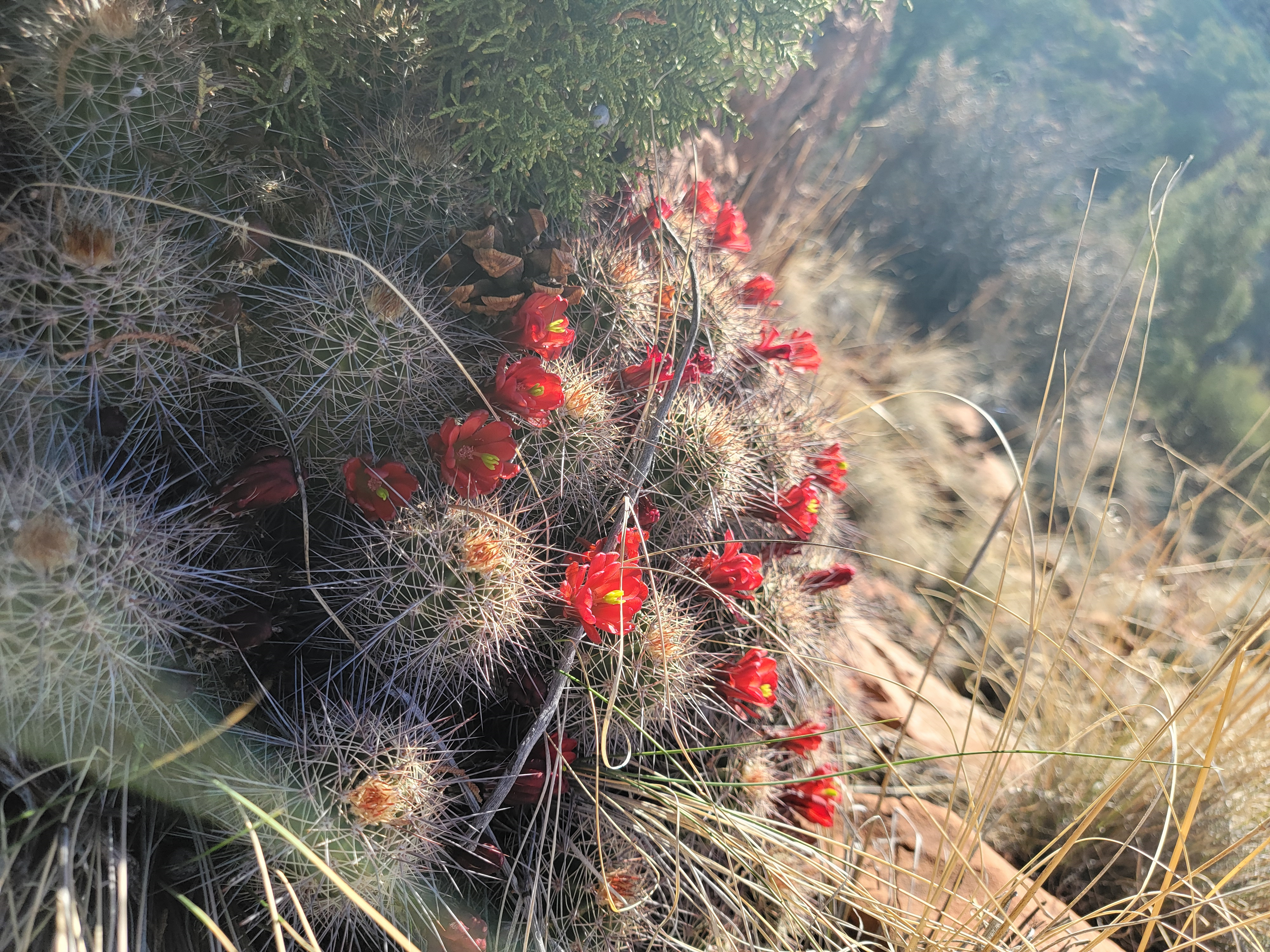 DancesWithCactuses20260317 104638