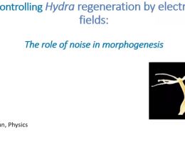 controlling hydra regeneration by