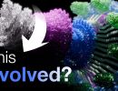 but how did proteins evolve to be