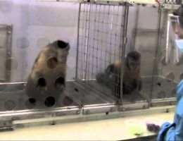 two monkeys were paid unequally