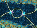 dna break repair by homologous